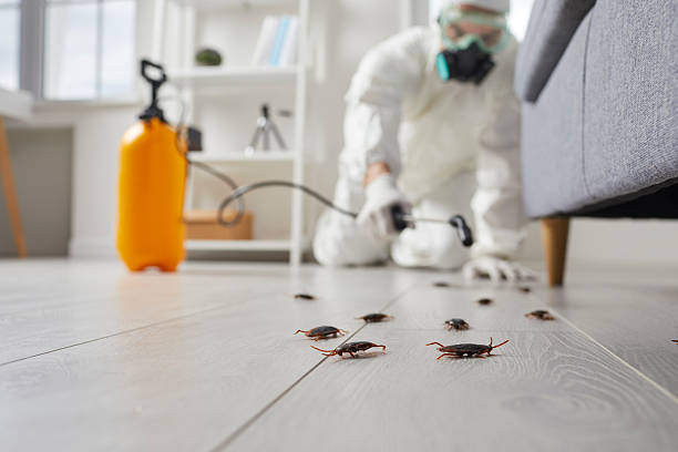 Post-Treatment Bed Bug Interceptor Monitoring in Villa Park